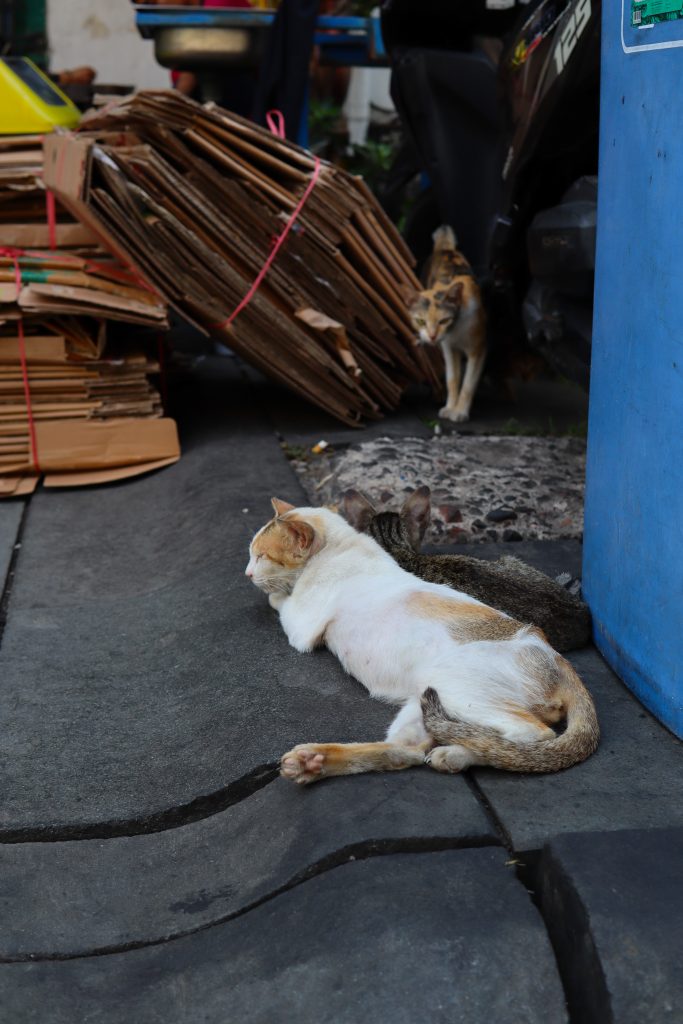 Katzen in Jakarta