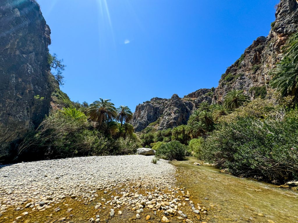 Dattelpalmen in der Schlucht von preveli
