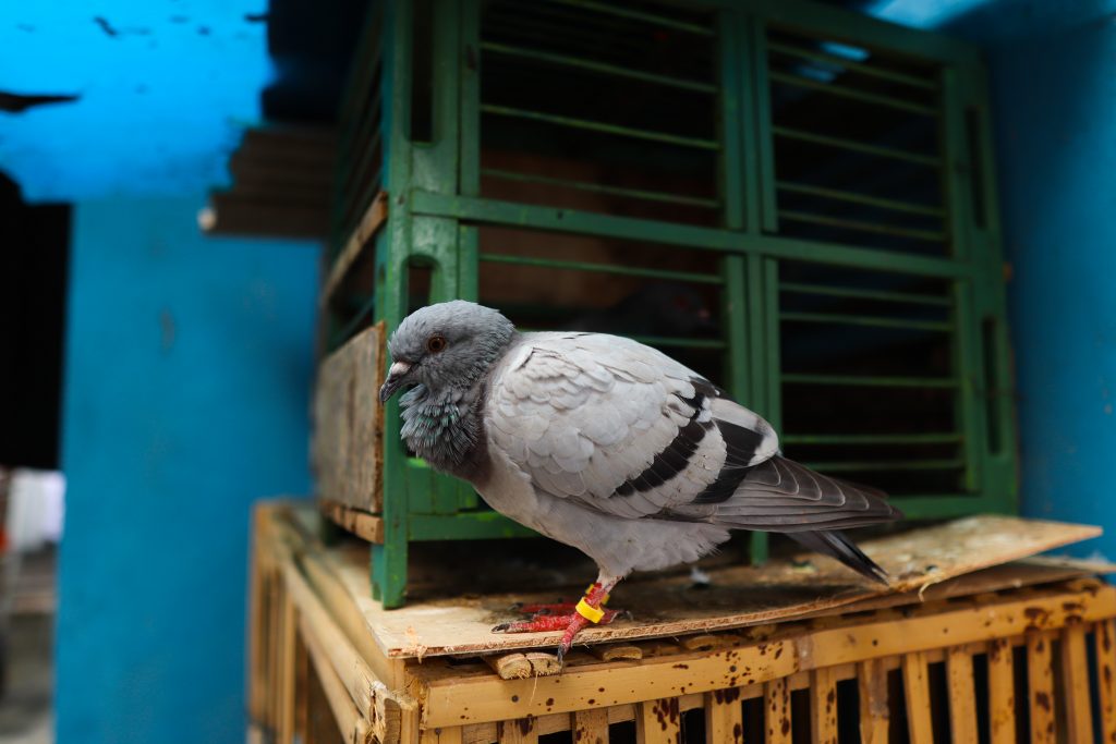 Eine Taube in Yogyakarta