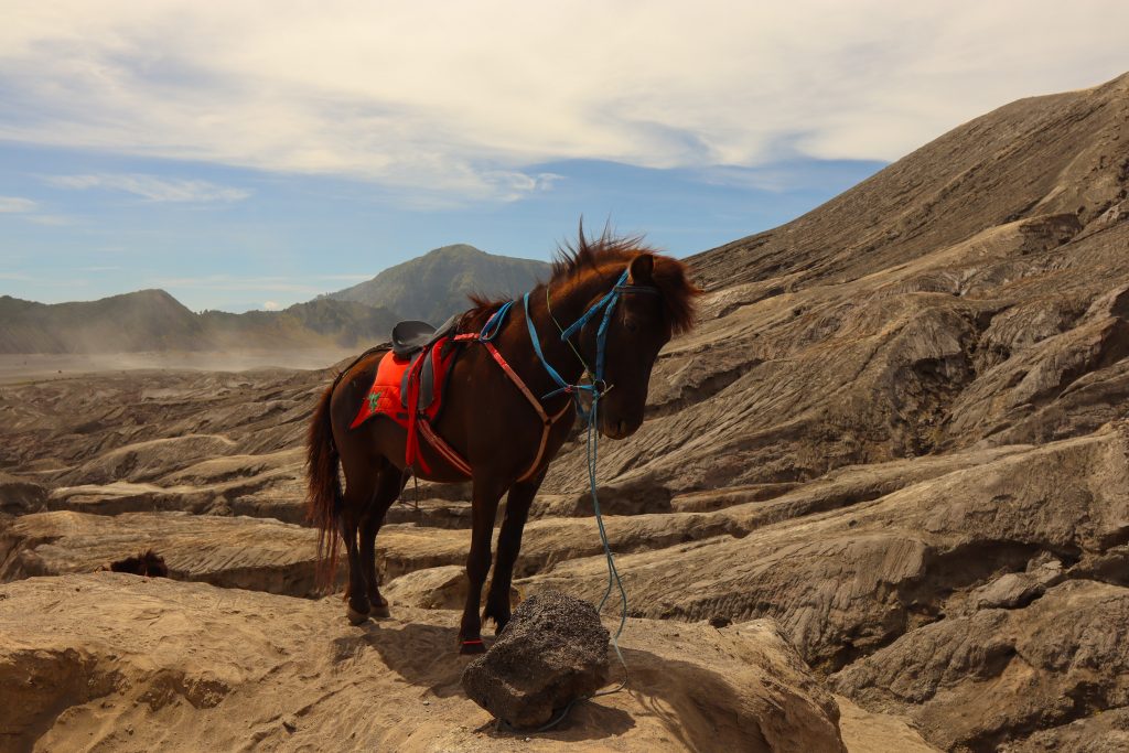 Pferd am Bromo Vulkan