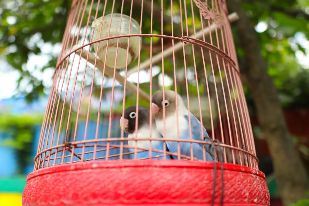 Zwei Vögel in einem roten Käfig in Jodipan in Malang in Indonesien