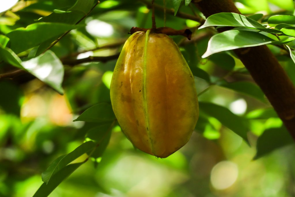 Sternfrucht oder auch Karambole genannt – in Costa Rica