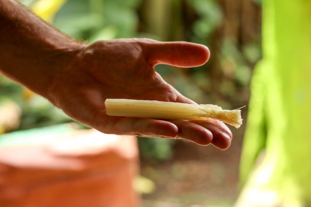 Zuckerrohr in einer Hand