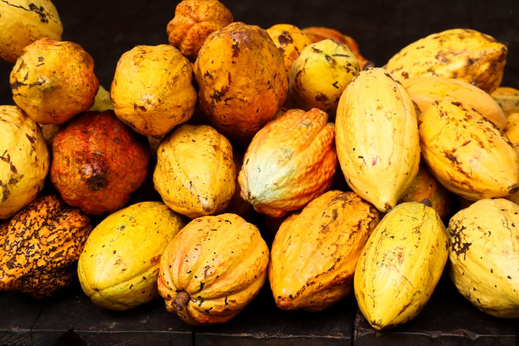 Reife Kakaofrüchte in Costa Rica