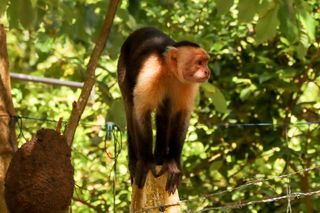 Kapuzineraffe in Costa Rica