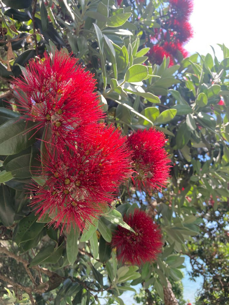 Neuseeländischer Weihnachtsbaum (Pohutukawa)