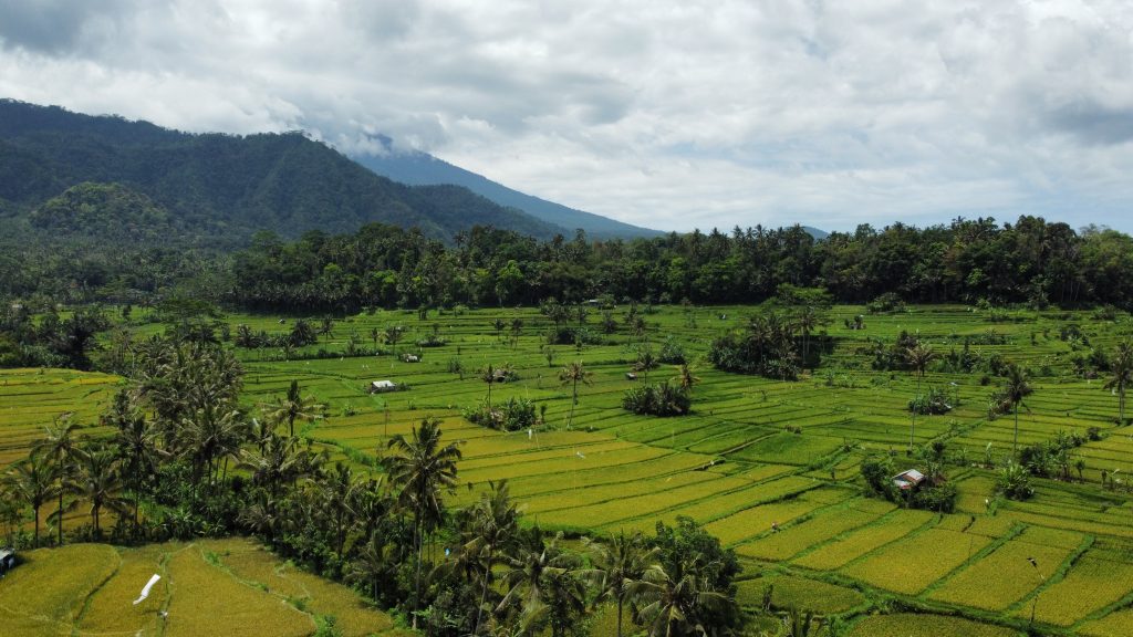 Reisfelder auf Bali