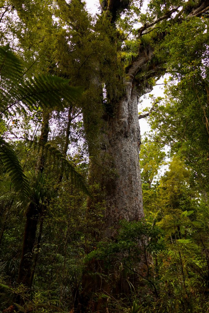 Waipoua Kauri Forest 2022