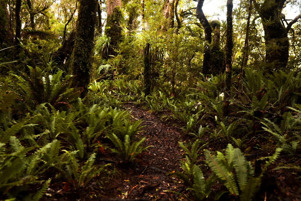 Unterholz im Mt. Egmont National Park in Neuseeland
